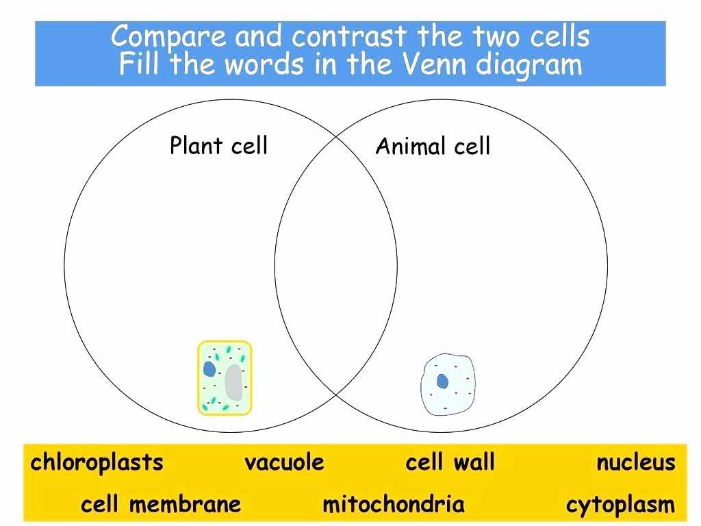 Animal Cell Worksheet Labeling or Plant and Animal Cell Venn Diagram Beautiful Diagram Blank P