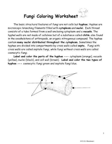 Atp Coloring Worksheet Also the Cell Cycle Coloring Worksheet Answers Fresh Dna Coloring
