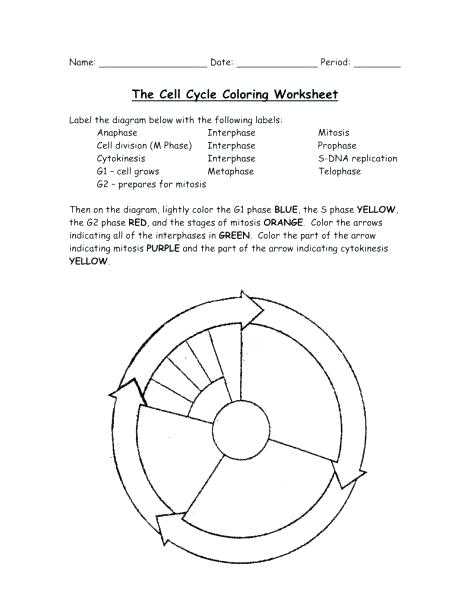 Atp Coloring Worksheet with the Cell Cycle Coloring Worksheet Key Kidz Activities