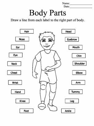 Body Image Worksheets and Parts Of the Body Printable Worksheets Give A Like