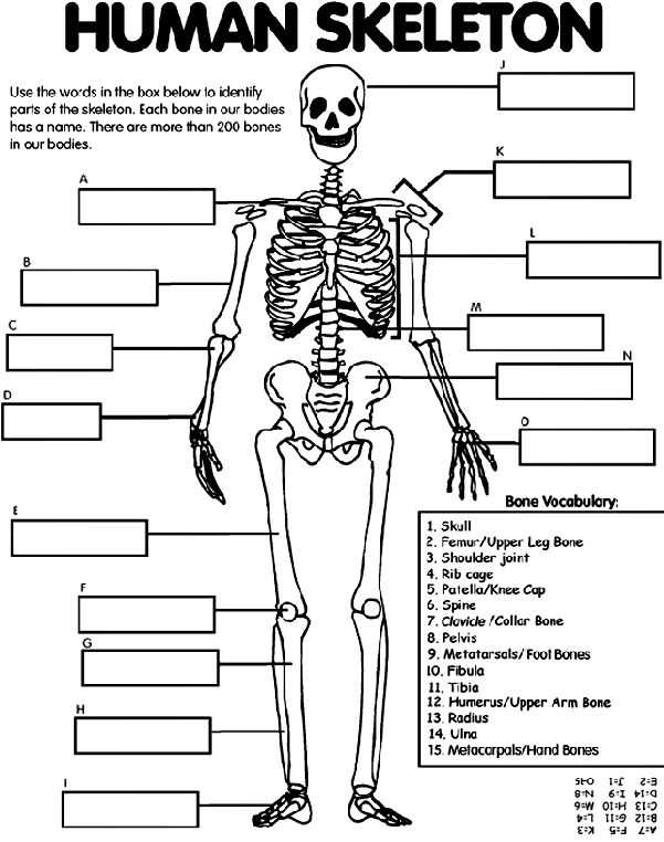 Body Image Worksheets together with 113 Best Human Body Unit Study Images On Pinterest