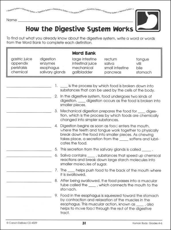 Body Image Worksheets with How the Circulatory System Works Worksheet aslitherair