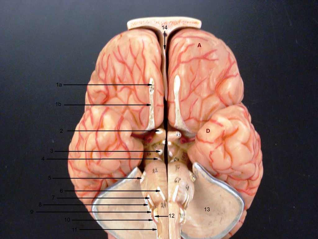 Brain Lab Worksheet Along with Anatomy Brain and Cranial Nerves Human Anatomy organ
