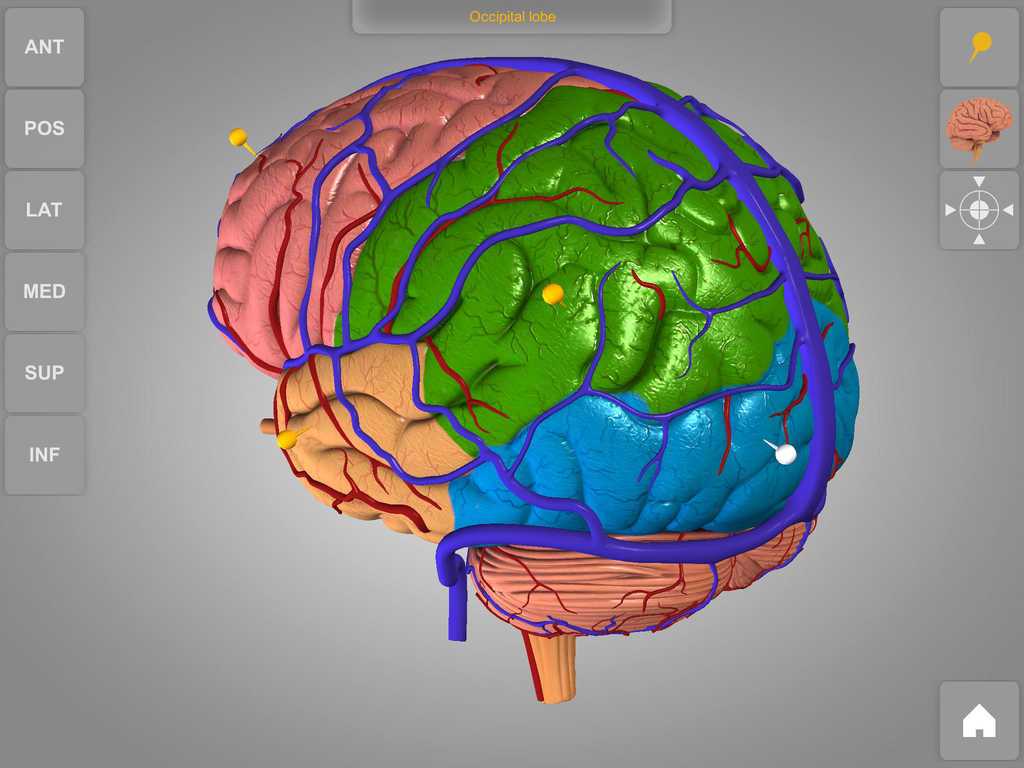 Brain Lab Worksheet or Neuroanatomy 3d Stereoscopic atlas Human Brain Mrs