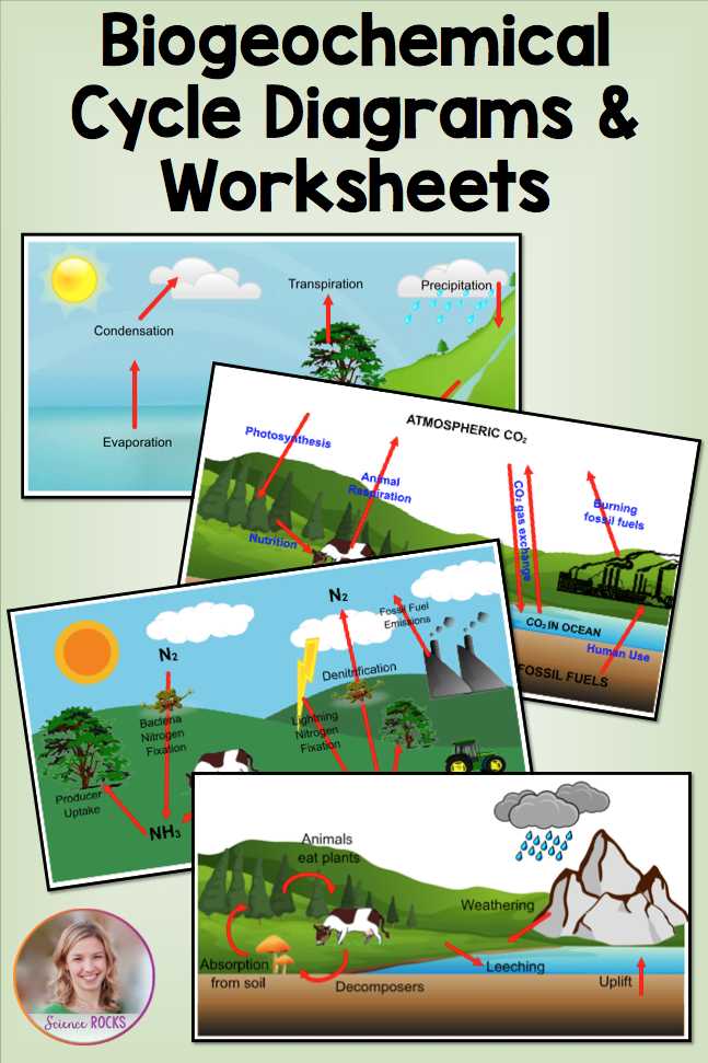 Carbon Cycle Worksheet and Biogeochemical Cycles Worksheets