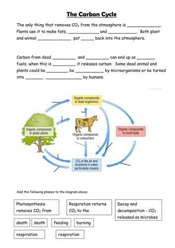 Carbon Cycle Worksheet Answer Key Along with Carbon Cycle Prehension Worksheet Answers the Best Worksheets