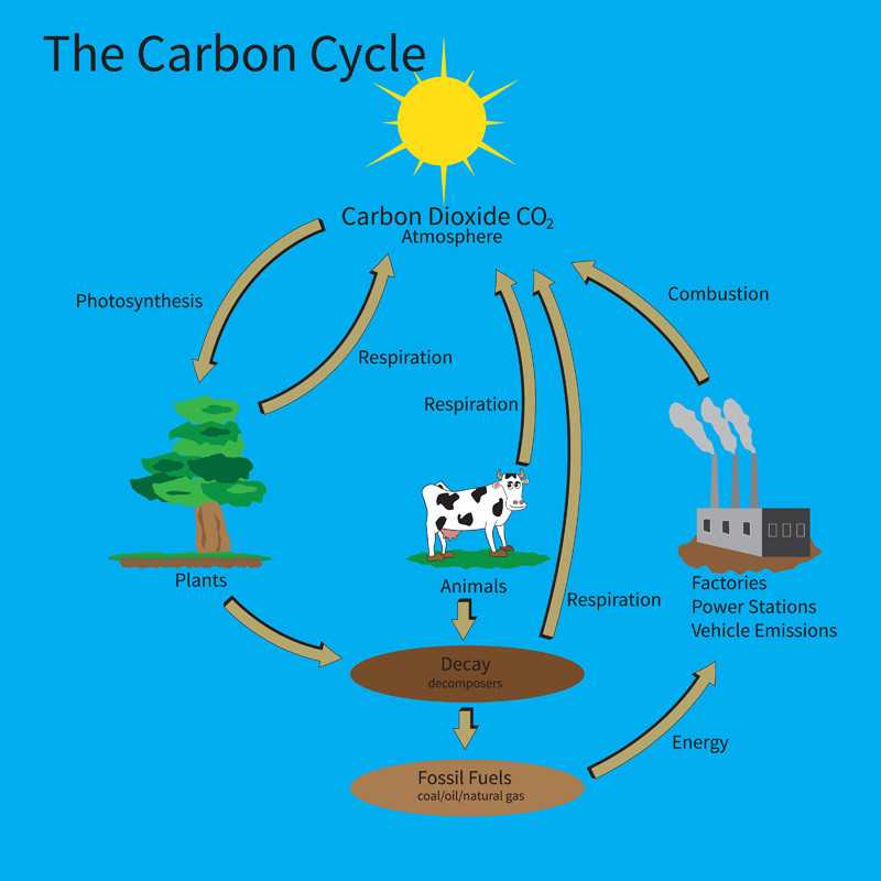 Carbon Cycle Worksheet Answer Key or the Carbon Cycle Worksheet Answers Worksheet Math for Kids