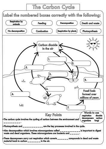 Carbon Cycle Worksheet Answers Along with Carbon Cycle Worksheet Fill In the Blanks Awesome Cellular