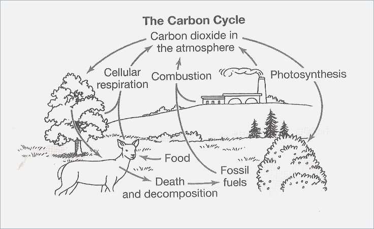 Carbon Cycle Worksheet Answers Along with the Carbon Cycle Worksheet Answers Worksheet Math for Kids