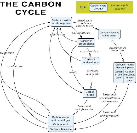 Carbon Cycle Worksheet Answers as Well as 20 Luxury Carbon Cycle Worksheet Gcse Wdscreative