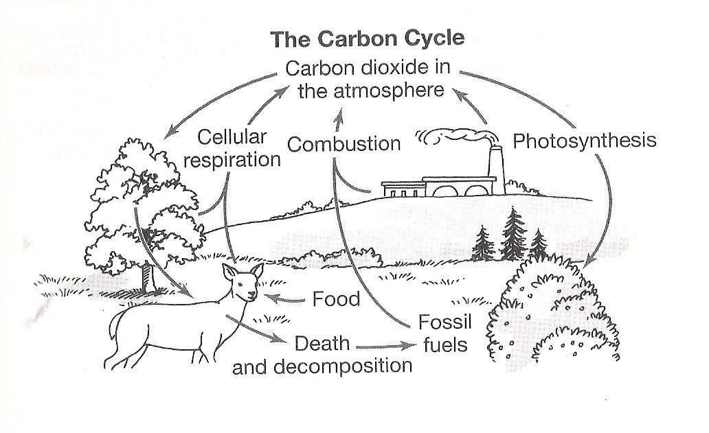 Carbon Cycle Worksheet as Well as Carbon Cycle Coloring Page Best Carbon Cycle the Free