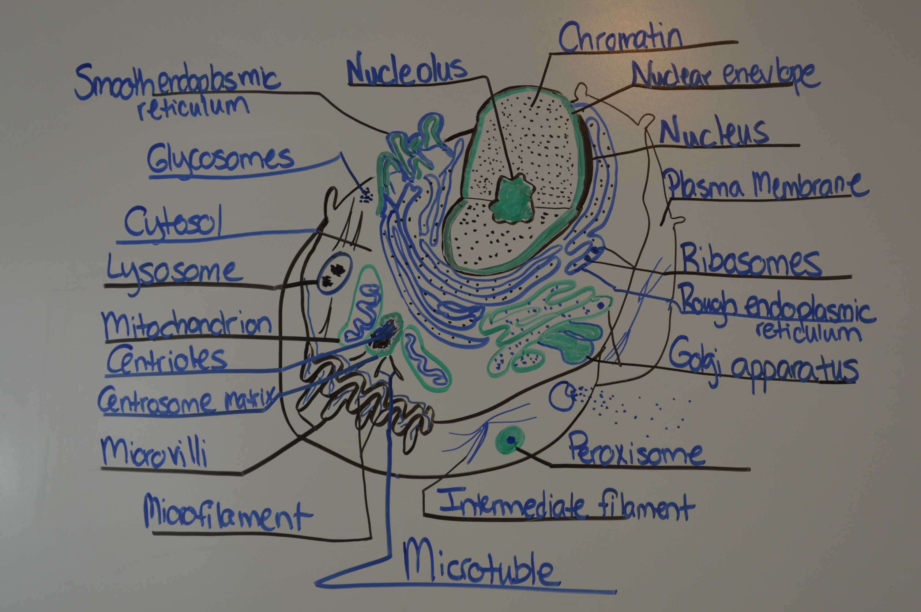 Cell Concept Map Worksheet Answers Also Ungewöhnlich why Study Anatomy and Physiology Zeitgenössisch