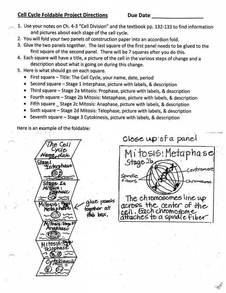 Cell Cycle Vocabulary Worksheet Answer Key Also 110 Best Cells Mitosis Images On Pinterest