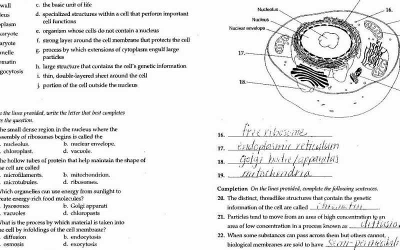 Cell Cycle Vocabulary Worksheet Answer Key or 15 Awesome the Cell Cycle Worksheet