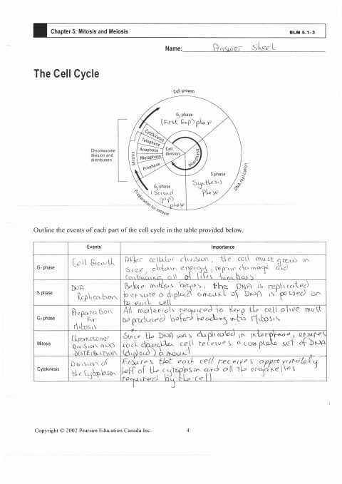 Cell Cycle Vocabulary Worksheet Answer Key or Quiz Worksheet Cell Cycle Vs Mitosis Study Division and Note T