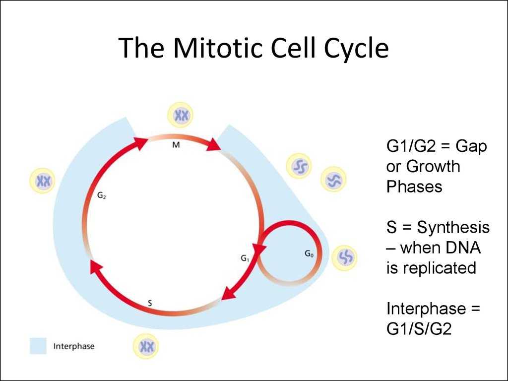 Cell Cycle Worksheet Answers together with Evolution and the Foundations Of Biology Cells and Genetics