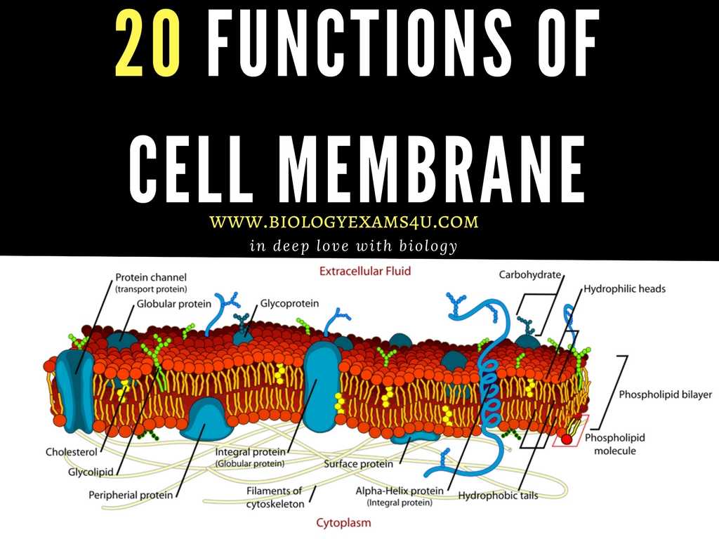 Cell Membrane &amp; tonicity Worksheet Also 20 Functions Of Cell Membrane or Plasma Membrane Biology Exa