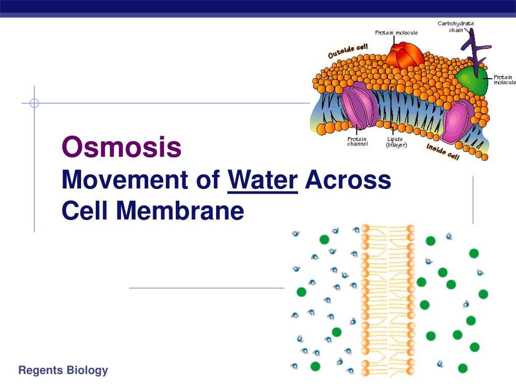 Cell Membrane &amp; tonicity Worksheet Also Osmosis Cell Membrane Bing Images