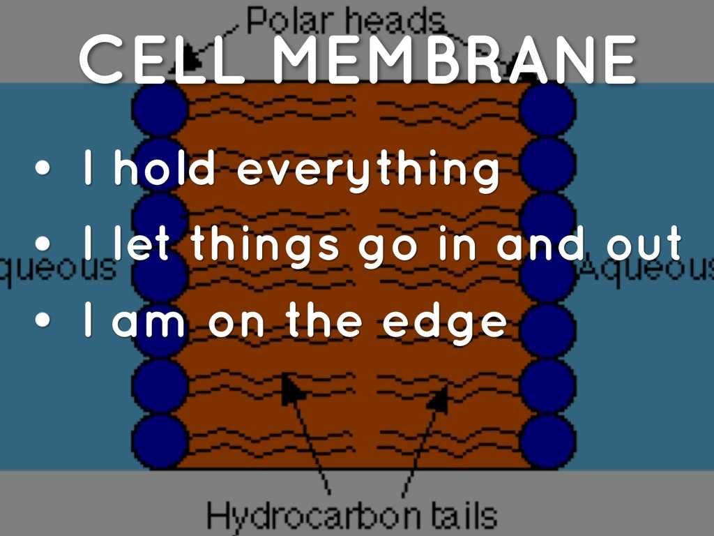 Cell Membrane &amp; tonicity Worksheet as Well as 3 Bannerclaire Insidecells Haikudeck by Anne Stenton