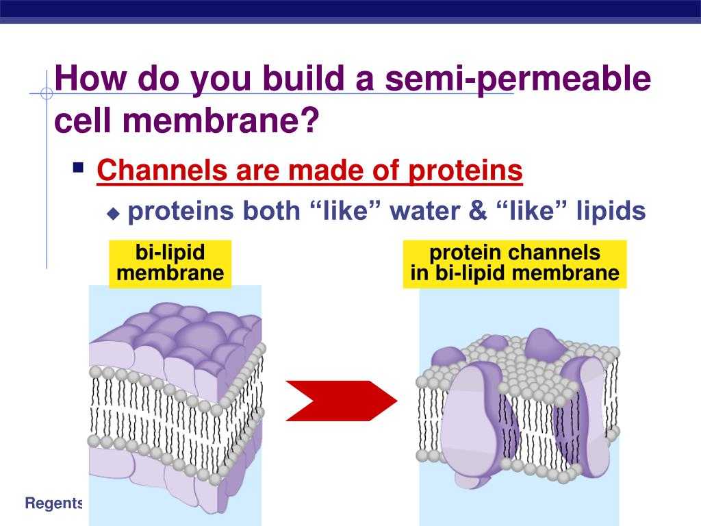 Cell Membrane &amp; tonicity Worksheet as Well as How Do Molecules Move Through A Semi Permeable Membrane Bi