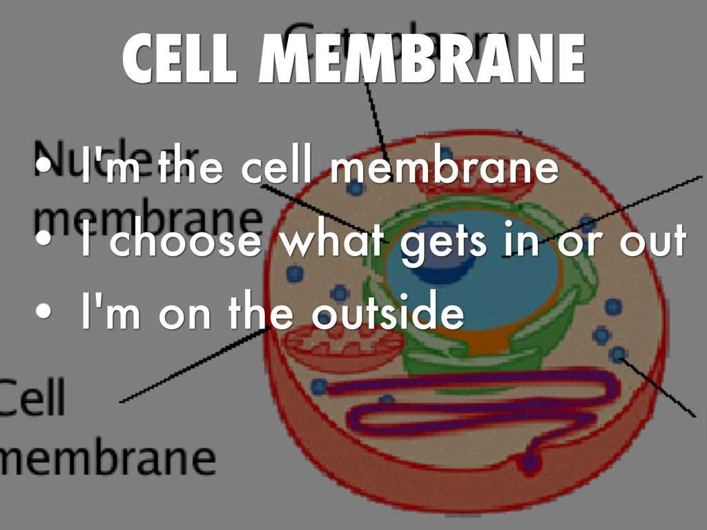 Cell Membrane &amp; tonicity Worksheet together with Copy Of 4 Buckleyandrew Haiku Deck by Anne Stenton