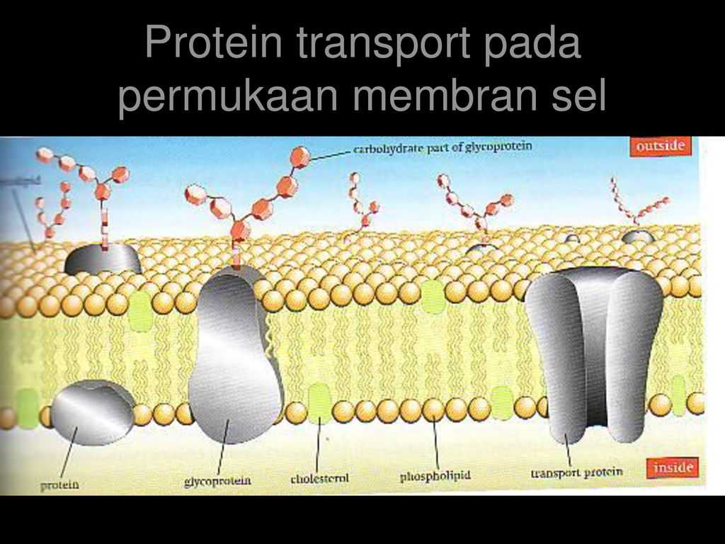 Cell Membrane &amp; tonicity Worksheet together with Farmakologi ashfar Kurnia Ppt