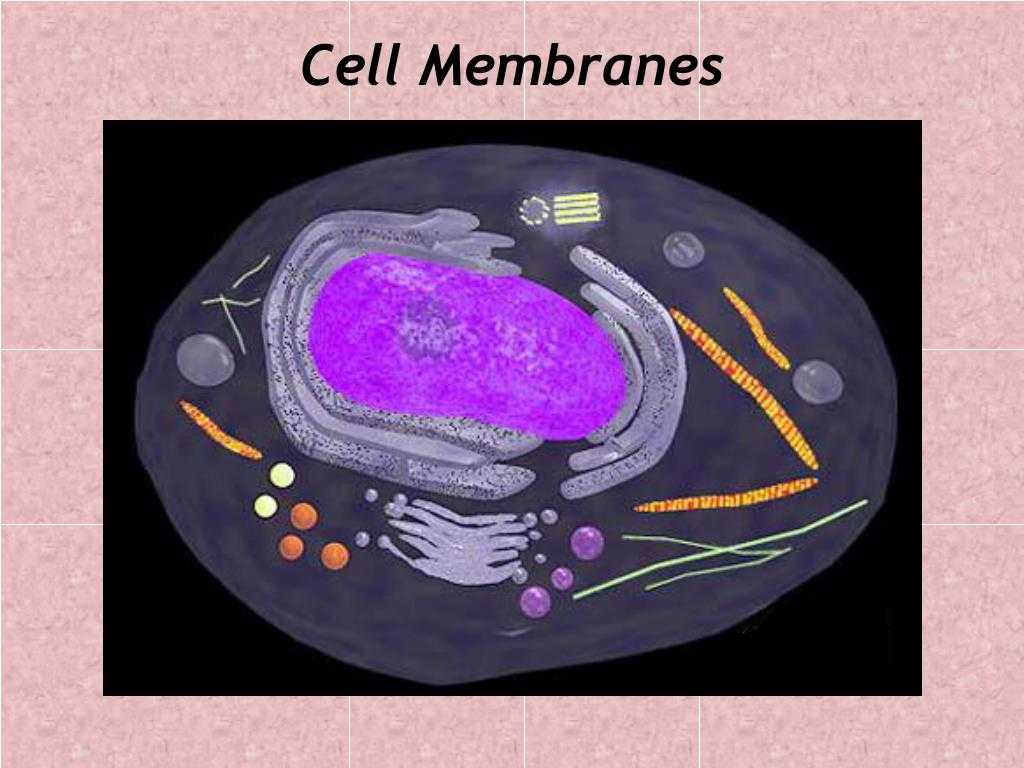 Cell Membrane &amp; tonicity Worksheet with Ppt Cell Membranes Powerpoint Presentation Id