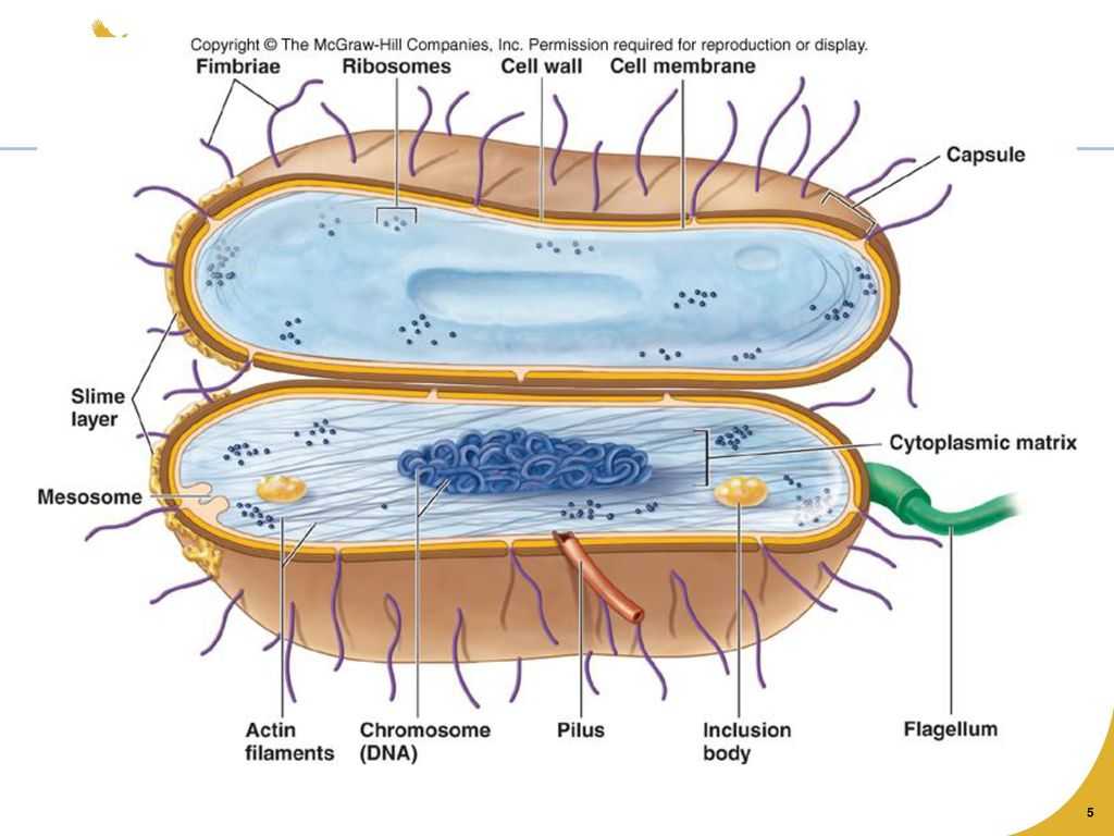 Cell Membrane and tonicity Worksheet Also Chapter 3 and 4 An Introduction to Prokaryotic and Eukaryoti