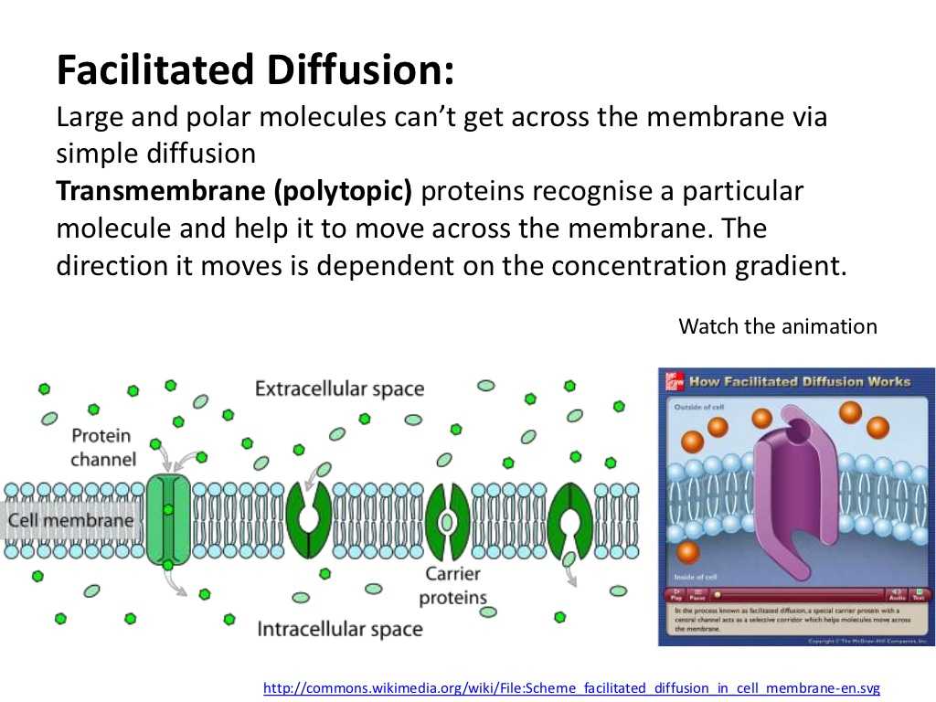 Cell Membrane and tonicity Worksheet with Facilitated Diffusion and Polar Molecules