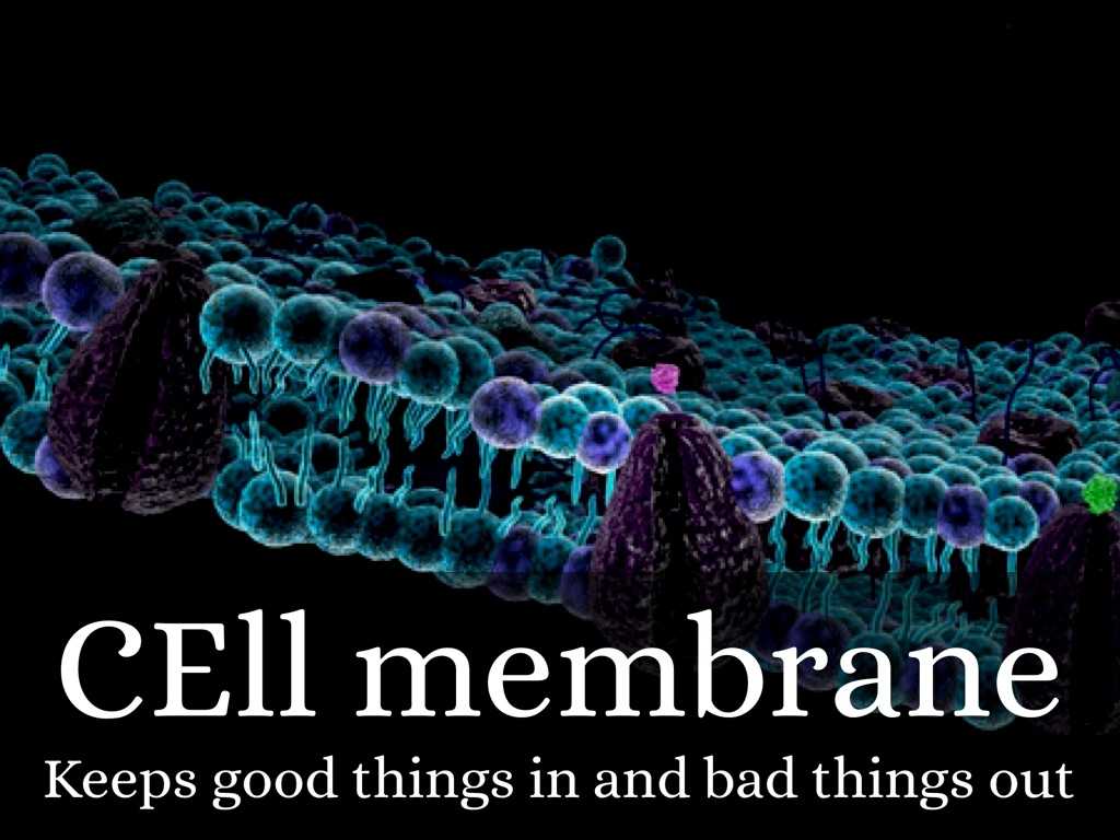 Cell Membrane Coloring Worksheet Answers Also Chrisampaposs Best Power Point Evar by Chris Cox