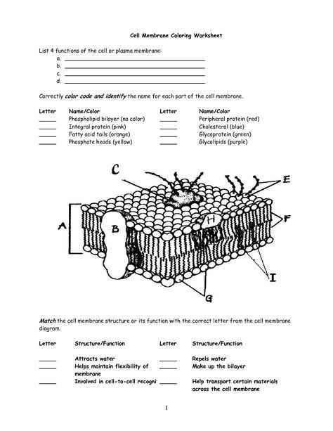 Cell Membrane Worksheet and Cell Membrane Worksheet Google Search