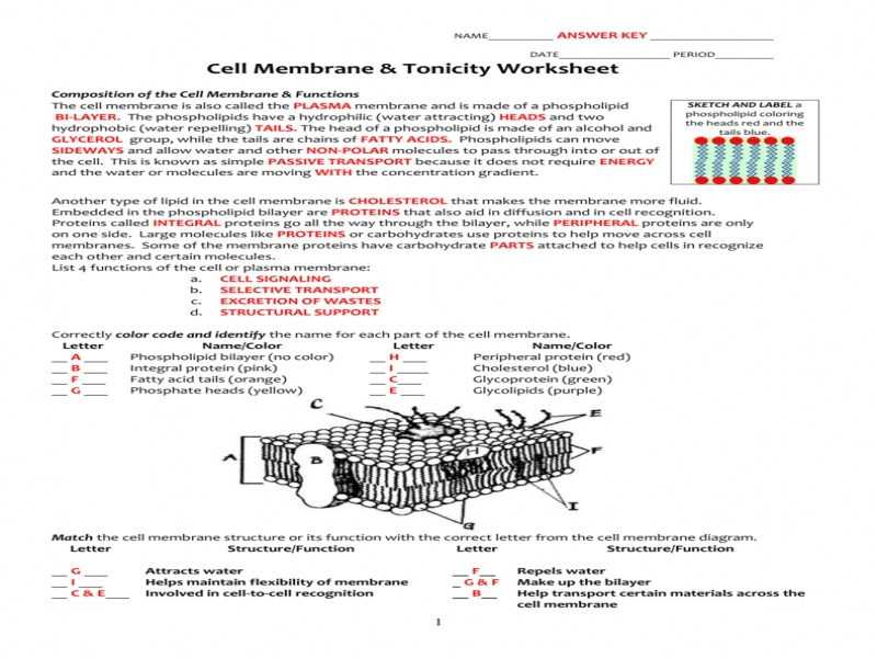 Cell Membrane Worksheet as Well as Beautiful Cell Membrane Coloring Worksheet Fresh Cell Membrane