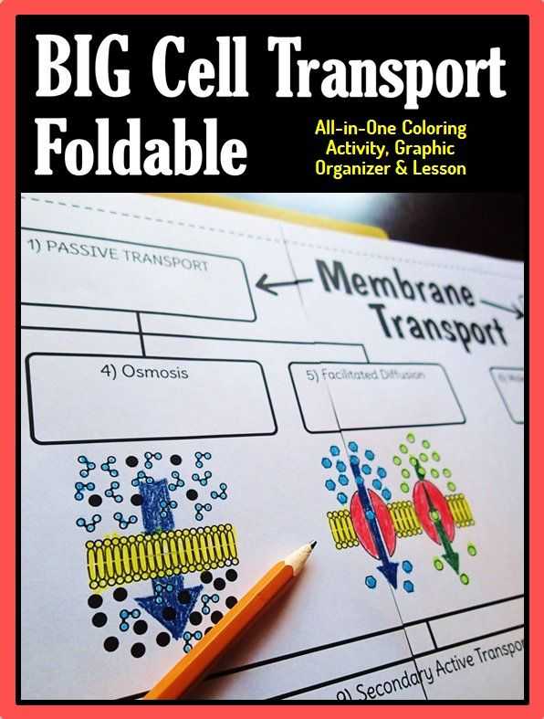 Cell Membrane Worksheet as Well as Cell Membrane Transport Big Foldable for Interactive Notebook or