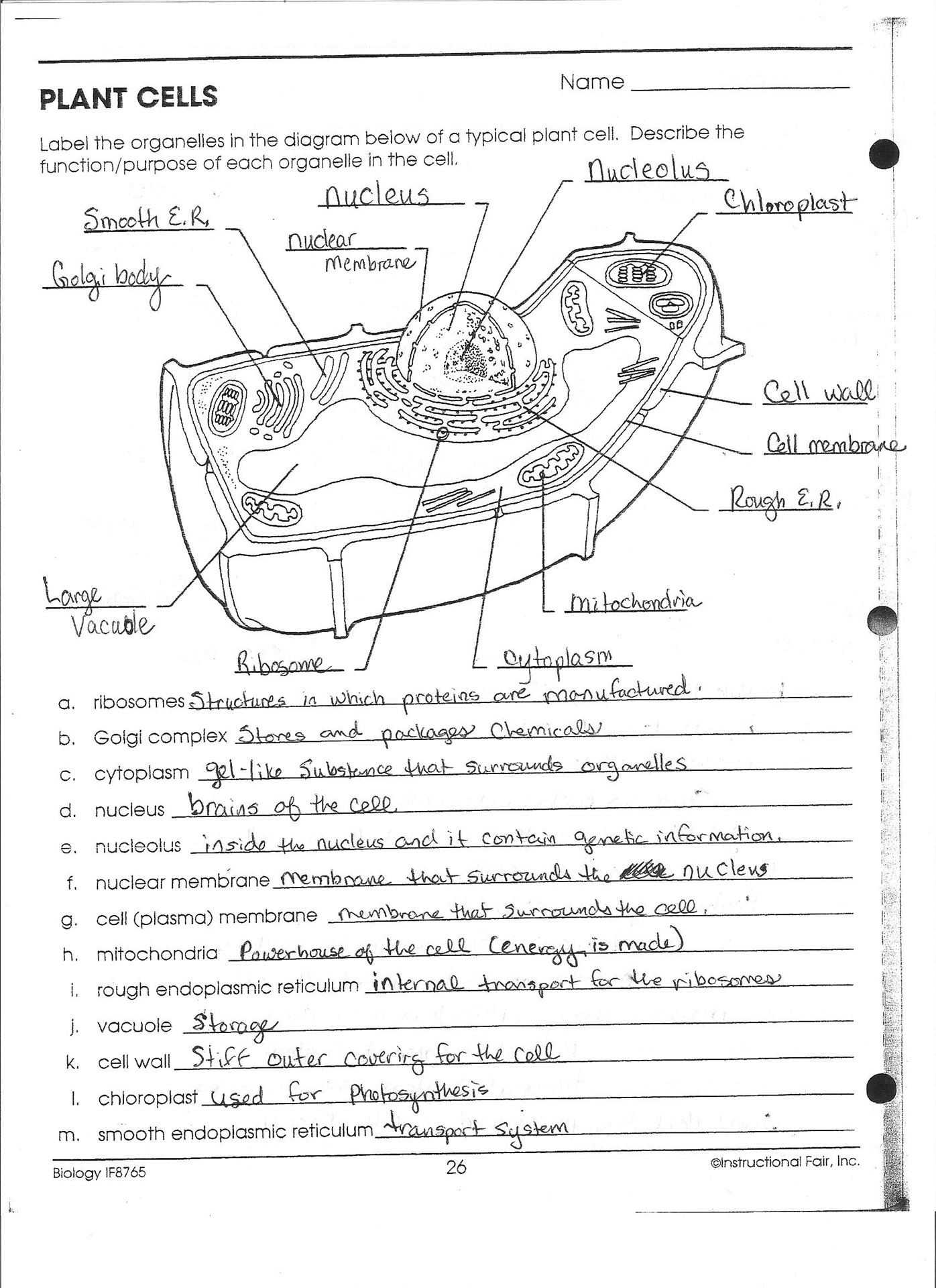 Cell organelles Worksheet Answer Key and Cell organelle Worksheet Answers Gallery Worksheet for Kids In English