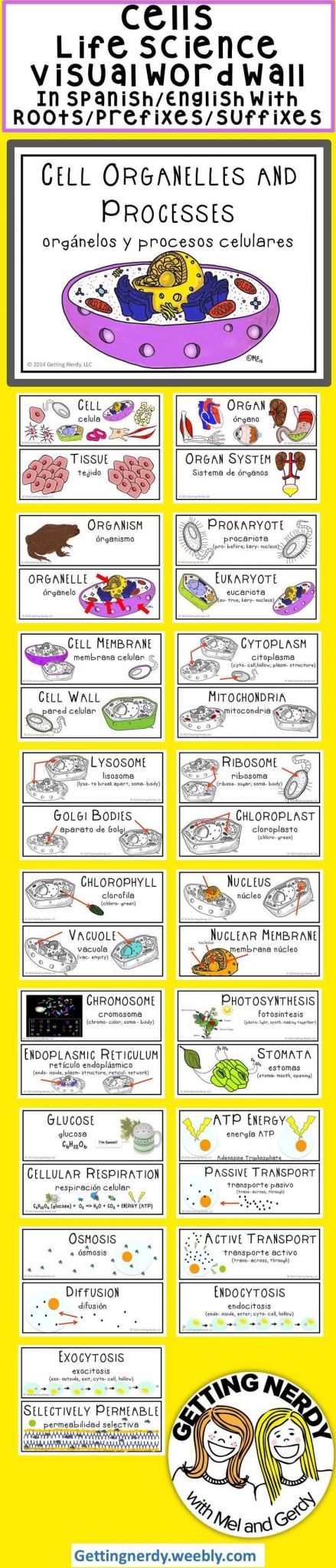 Cell organelles Worksheet Answer Key Biology together with 203 Best Biology Images On Pinterest