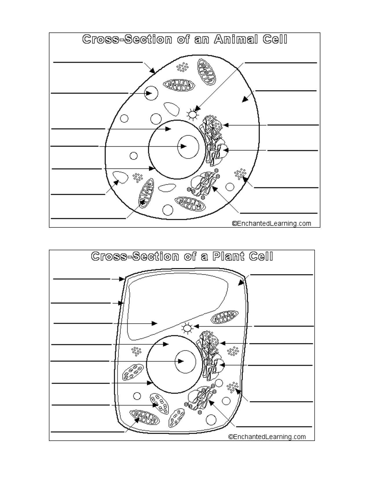 Cell Parts and Functions Worksheet Answers and Cell organelle Diagram New Diagram Cell Parts Luxury Perfect Animal