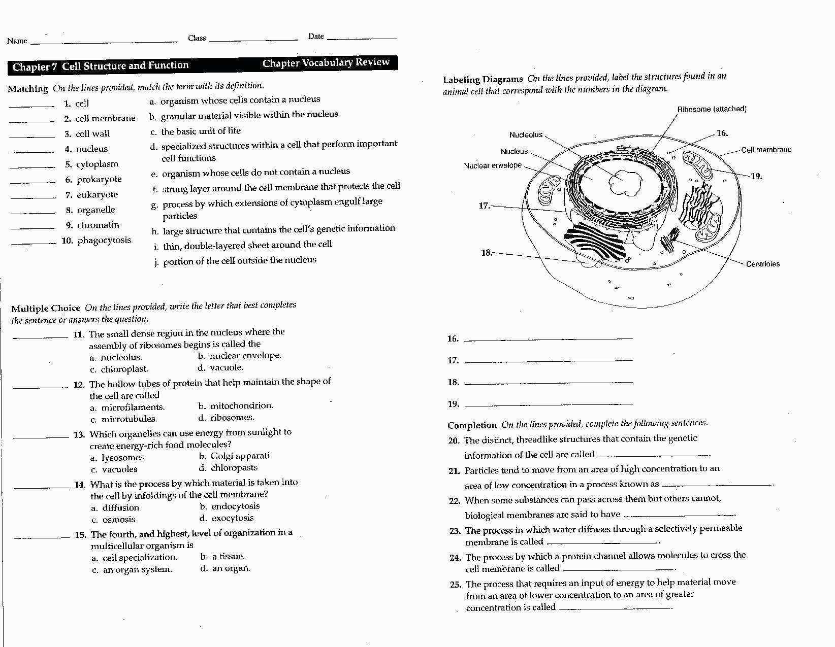 Cell Structure and Function Worksheet as Well as Cells organelles Worksheet Worksheet for Kids In English