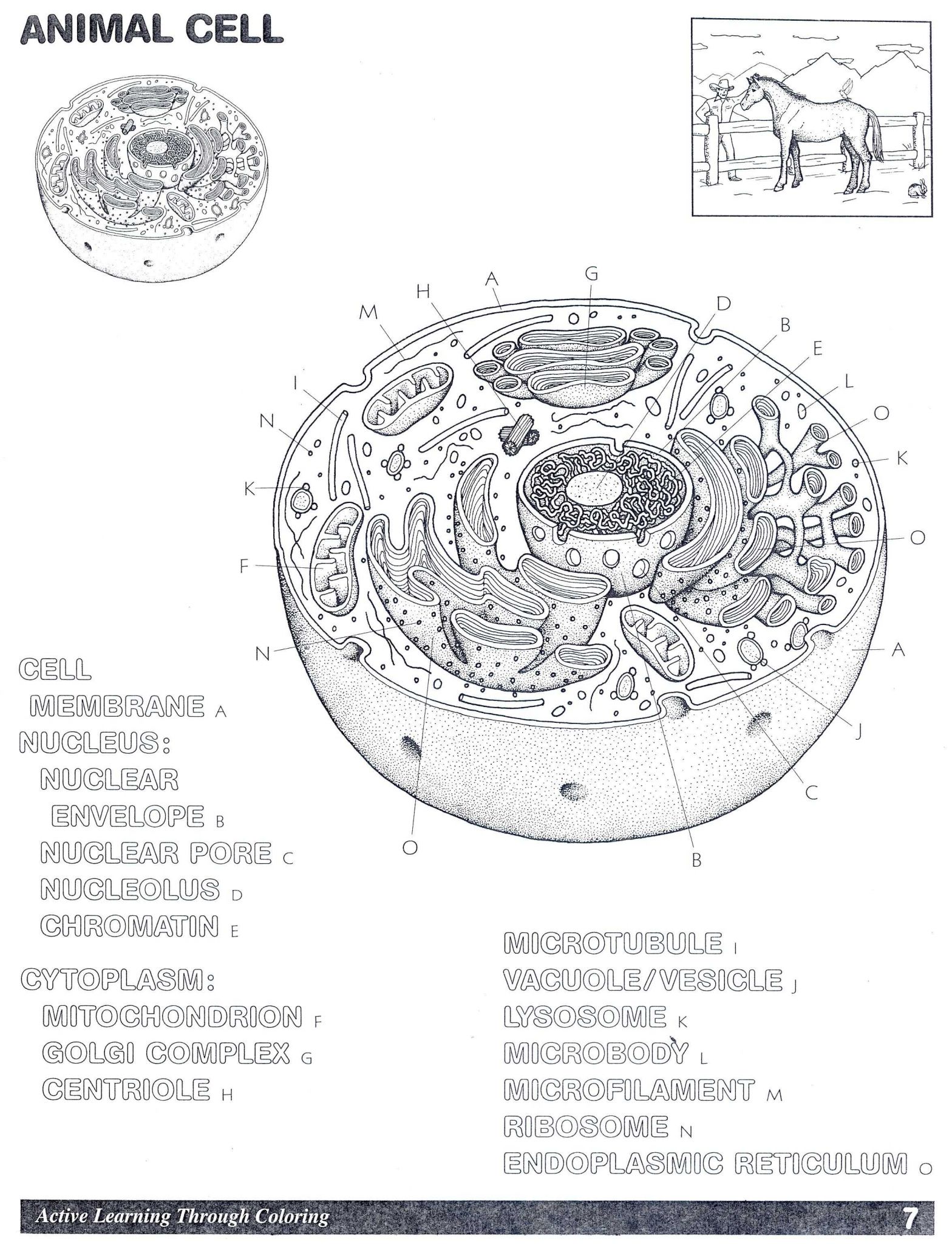 Cell Structure and Function Worksheet or Animal Cell Worksheet Colouring Pages Homeschooling