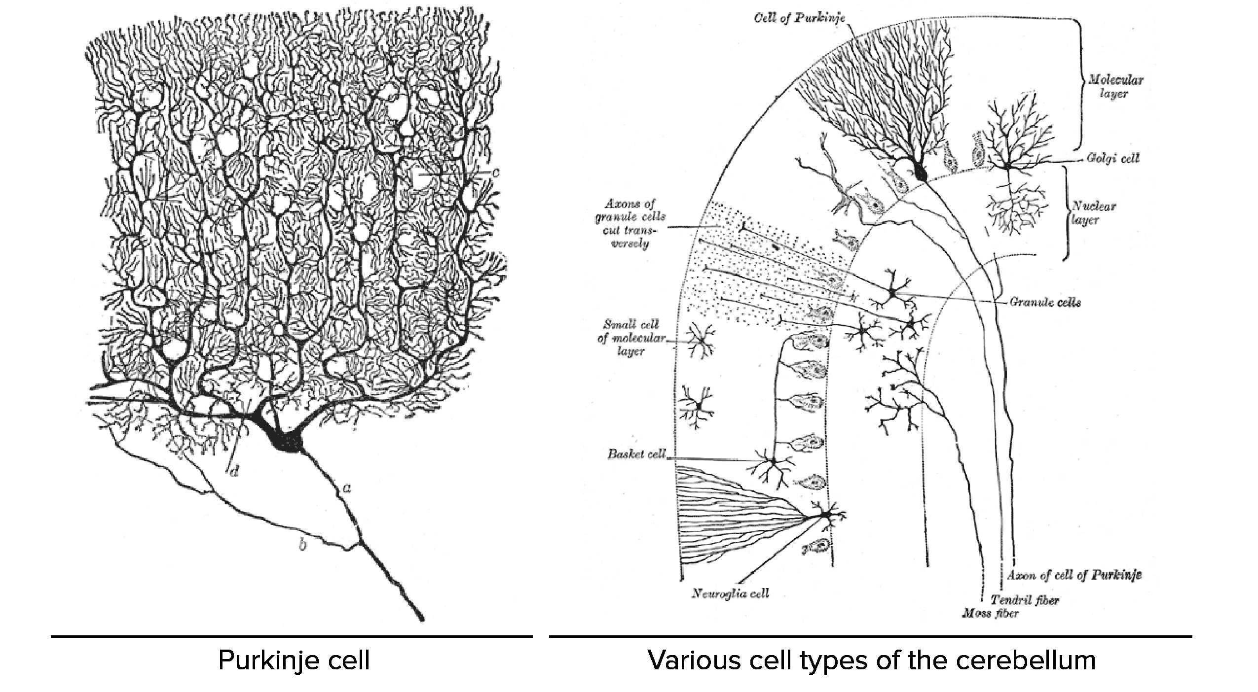 Cell Structure and Function Worksheet with Overview Of the Functions Of the Cerebral Cortex Video