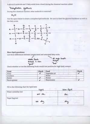 Cell Structure and Processes Worksheet Answers together with Cellular Respiration Crossword Puzzle Worksheet Answers