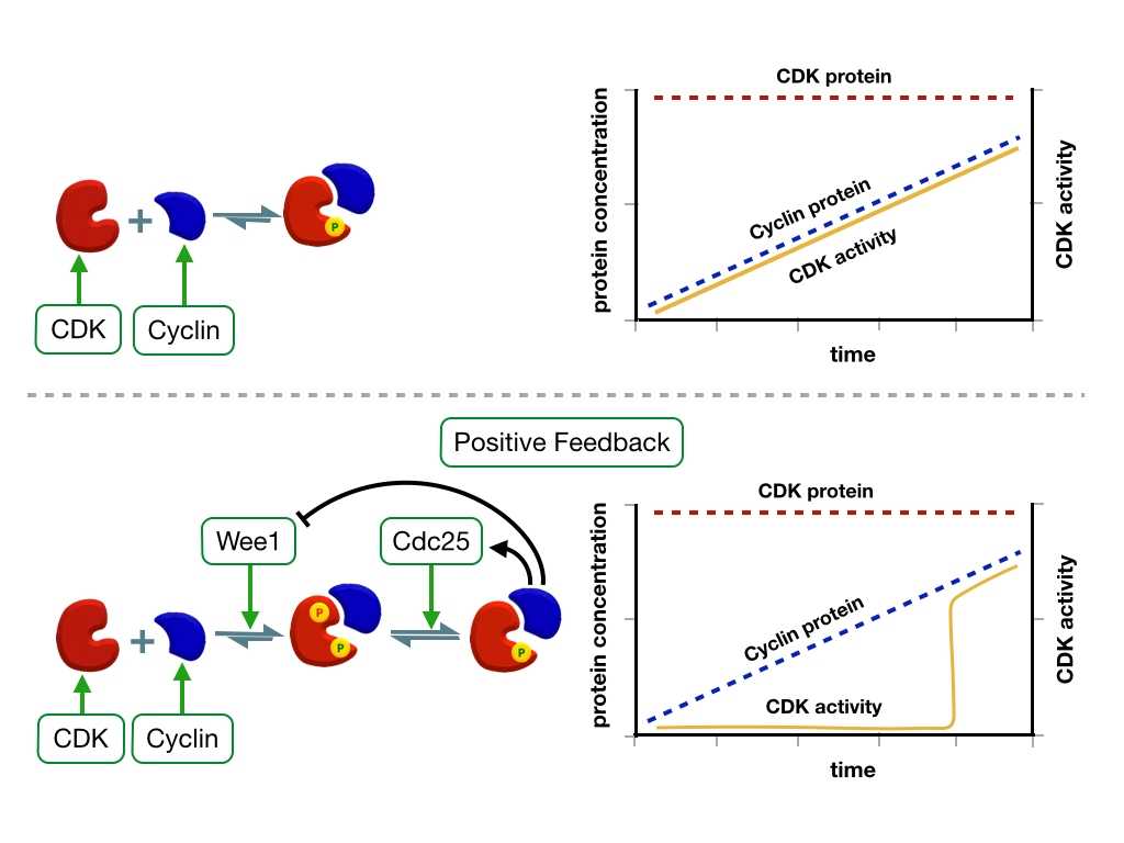 Cells Alive Cell Cycle Worksheet Answers as Well as 37 Diagram the Relationship Between Cdk and Cyclin Seeking