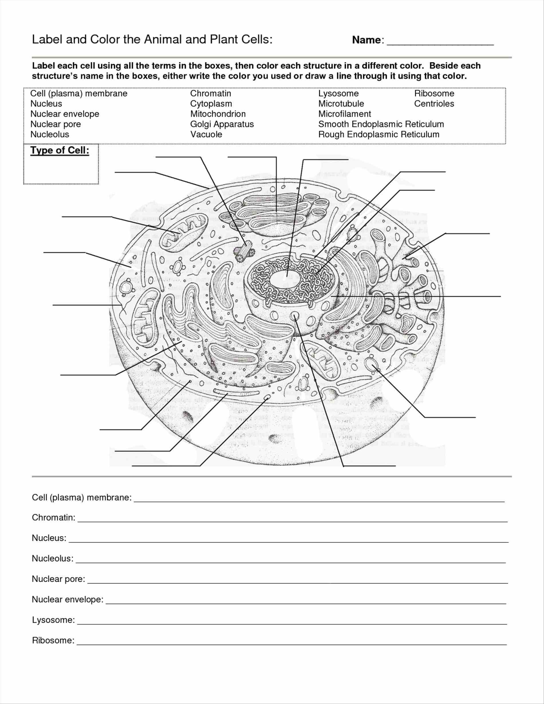 Cells Alive Plant Cell Worksheet Answer Key and Animal and Plant Cell Labeling