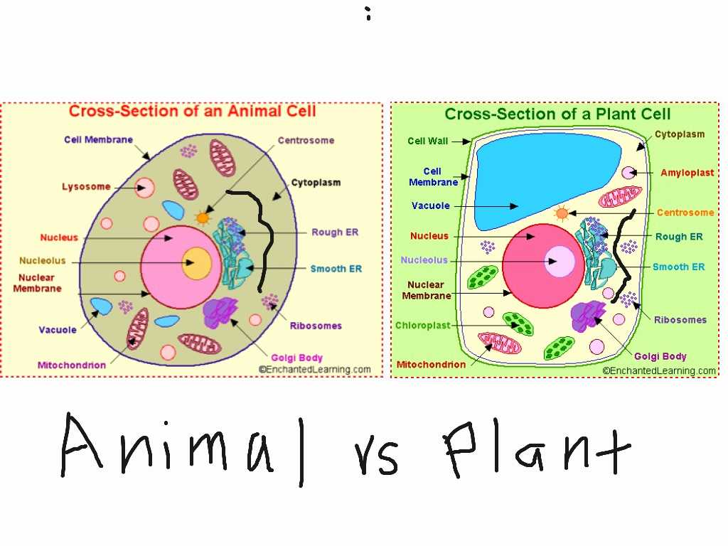 Cells and their organelles Worksheet Also Simple Animal Cell Diagram Best What is An Animal Cell Fa