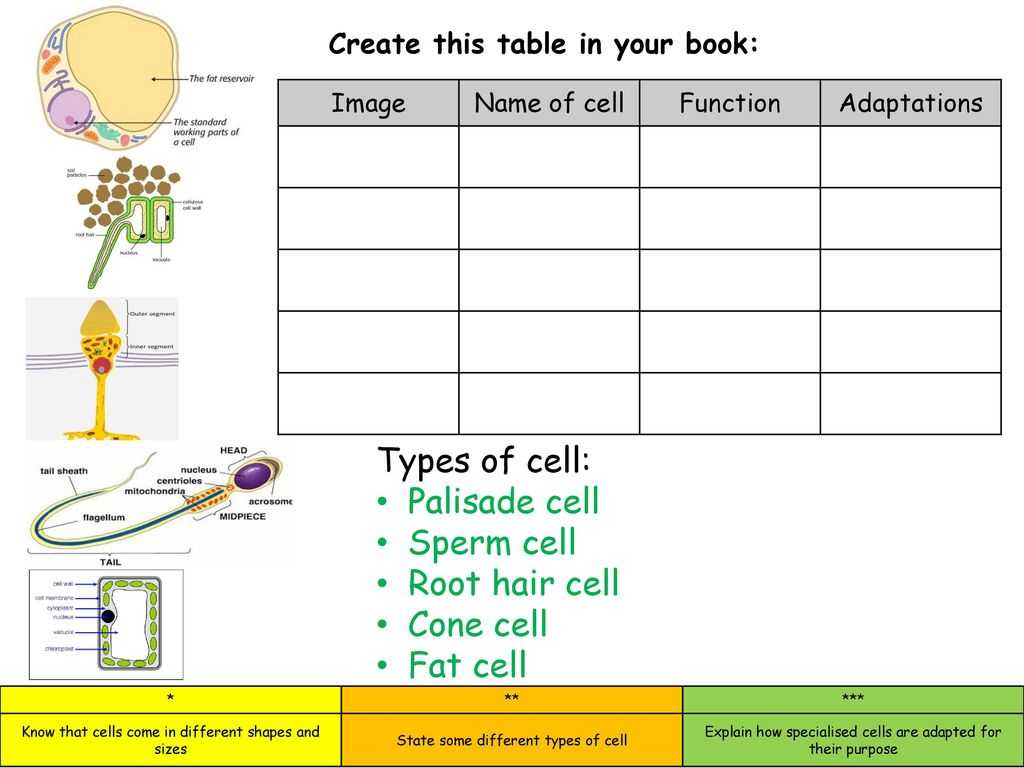 Cells and their organelles Worksheet with Cells Ppt Video Online