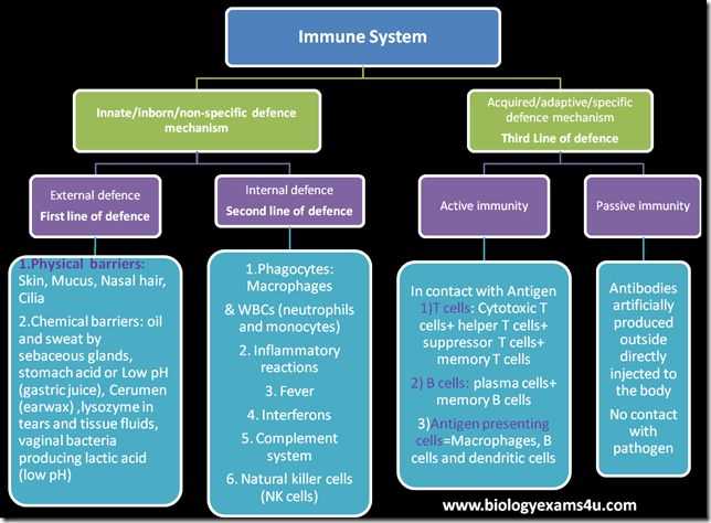 Cells Of the Immune System Student Worksheet Answers Along with 240 Best Immunology Images On Pinterest