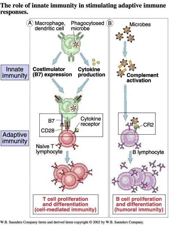 Cells Of the Immune System Student Worksheet Answers and 22 Awesome Stock Cells the Immune System Student Worksheet