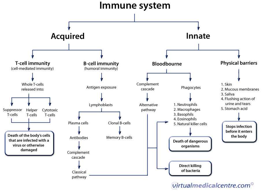 Cells Of the Immune System Student Worksheet Answers together with Anatomy Of the Human Immune System and Lymphatic System