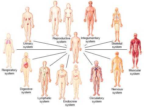 Cells Tissues organs organ Systems Worksheet and 10 Snc2 P Snc2 D Biology Tissue organs & Systems Living Things