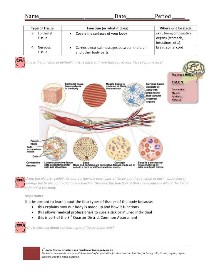Cells Tissues organs organ Systems Worksheet as Well as Cell & Tissue Handout