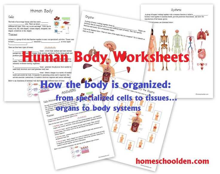 Cells Tissues organs organ Systems Worksheet or 76 Best Homeschool Den Science Images On Pinterest
